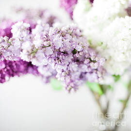 Three colours of lilac blossom By Svetlana Imagineisle by Svetlana Imagineisle