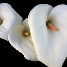 Three Lilies by Aidan Moran