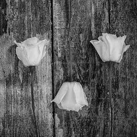 Three White Roses by Kim Hojnacki