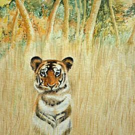 Tiger in the long grass
