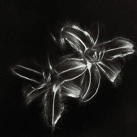Tiger Lilies by Scott Norris
