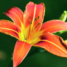 Tiger Lily