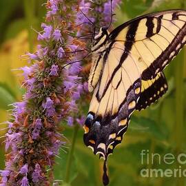 Tiger Swallowtail On Single Spike Blooms         Indiana       Summer by Rory Cubel