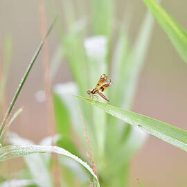 Tiny Dragonfly on Grass with a Pinkish Background by Artful Imagery