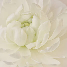 Top View - White Ranunculus by Sandra Foster