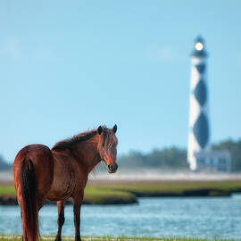 Tour Guide Cape Lookout 3509