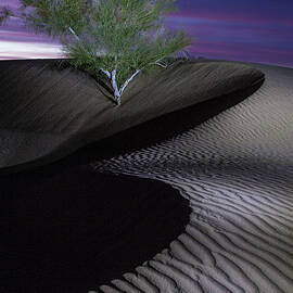 Lone Tree at Imperial Sand Dunes, California by Dave Wilson