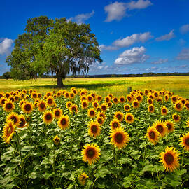 Tree in the Sunflower Field by Debra and Dave Vanderlaan