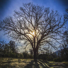 Tree Of Life by Mitch Shindelbower