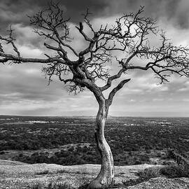 Tree On Enchanted Rock in Black And White by Todd Aaron
