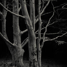 Beech Tree by Dave Bowman
