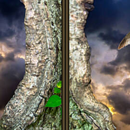 Tree Trunk Portal - 3D Stereo X-view by Brian Wallace