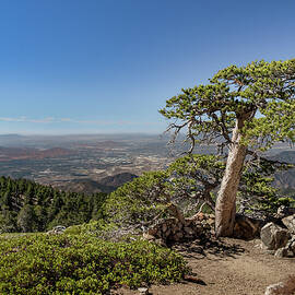 Tree With a View by Ed Clark
