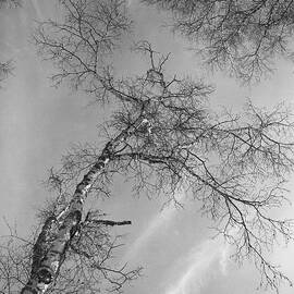 Trees Against Winter by Arni Katz