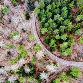 Trees and path from above drone photography by Matthias Hauser
