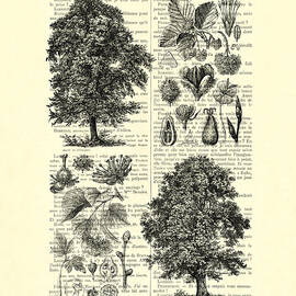 Trees and seeds black and white by Madame Memento