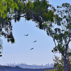 Trees Framing Hills I With Birds by Linda Brody