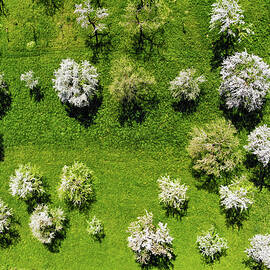 Trees on green spring meadow aerial view by Matthias Hauser