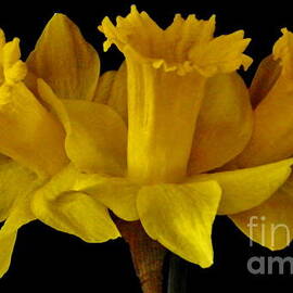 Trinity of Daffodils by Earl Williams Jr