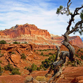 Tuesday at Capitol Reef National Park by Brian M Lumley