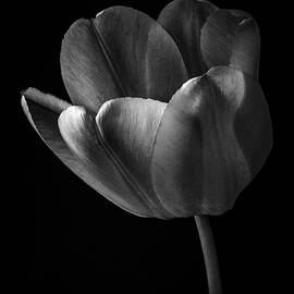 Tulip by Shawn O'Neill
