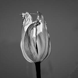 Tulip yellow on blue BW #h6 by Leif Sohlman