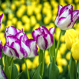 Tulips Garden 2 by Jijo George