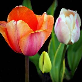 Tulips on Black by Patricia Strand