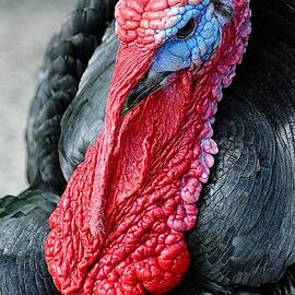 Turkey by John Hughes