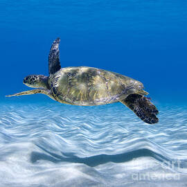 Turtle Flight -  part 2 of 3  by Sean Davey