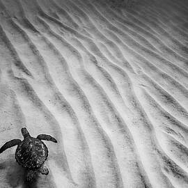 Turtle Ridges by Sean Davey