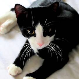 Tuxedo Kitten by Bonnie J Thompson