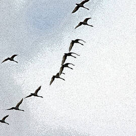 Twelve Swans A Flying by Debbie Oppermann