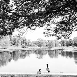 Two At The Pond by Karol Livote