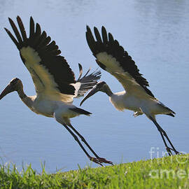 Two Wood Storks Take Off by Carol Groenen