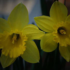 Two Yellow Daffodils by Richard Andrews
