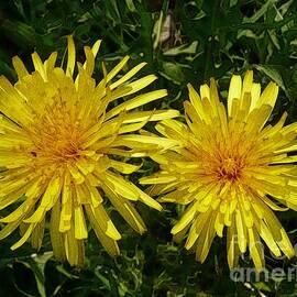 Two Yellow Dandelions by Jean Bernard Roussilhe