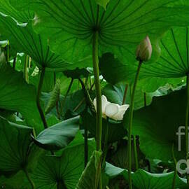 Under the Lotus Leaves by Birgit Moldenhauer