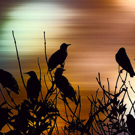 Vibrant dawn by Sharon Lisa Clarke