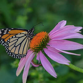 Vibrant Monarch by Linda Howes