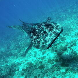 View of whale shark by Sami Sarkis Photography