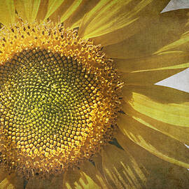Vintage sunflower