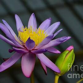 Violet and yellow water lily flower with unopened bud by Imran Ahmed