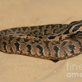 viper, Vipera palaestinae 1 by Alon Meir