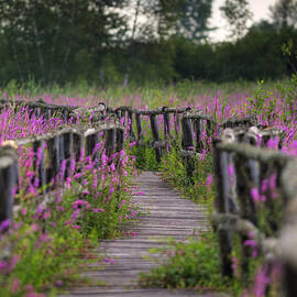 Walking in Magic... by Nina Stavlund