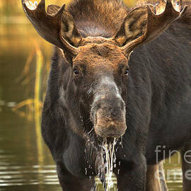 Water Face by Adam Jewell