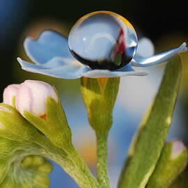 Water pearl by Yuri Hope