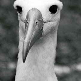 Waved Albatross by Sally Weigand
