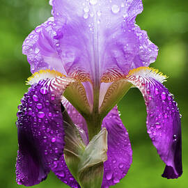 Wet Iris by Clifford Pugliese