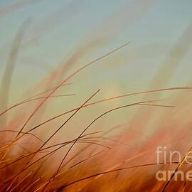 Whispering Grass by Debra Banks